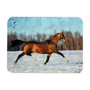 Winter Akhal-teke Magneet