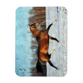 Winter Akhal-teke Magneet (Verticaal)