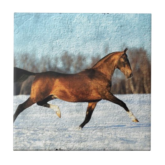 Winter Akhal-teke Tegeltje (Voorkant)