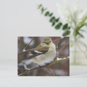 Winter American Goldfinch Briefkaart (Staand voorkant)