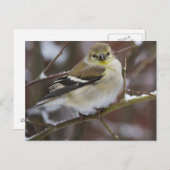 Winter American Goldfinch Briefkaart (Voorkant / Achterkant)