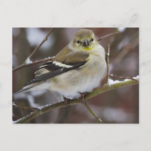 Winter American Goldfinch Briefkaart (Voorkant)