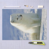 Winter Arctic Fox Tissuepapier (Craft)