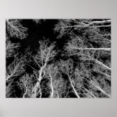 Winter Aspen Trees - Black Sky Poster (Voorkant)