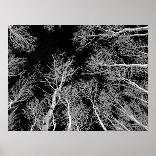 Winter Aspen Trees - Black Sky Poster (Voorkant)