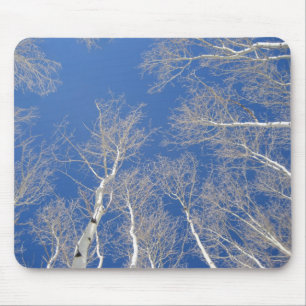 Winter Aspen Trees Muismat