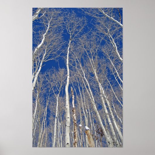 Winter Aspen Trees Poster (Voorkant)