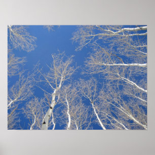 Winter Aspen Trees Poster