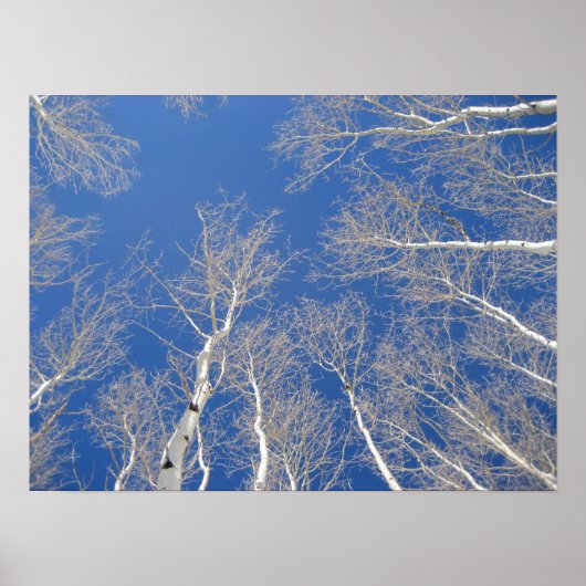Winter Aspen Trees Poster (Voorkant)