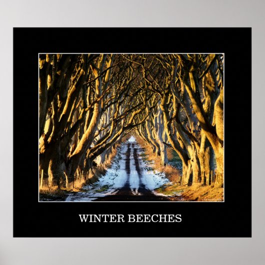 Winter Beeches Poster (Voorkant)