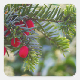 Winter Berry Vierkante Sticker