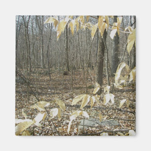 Winter Birch Magnet