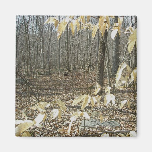 Winter Birch Magnet (Voorkant)