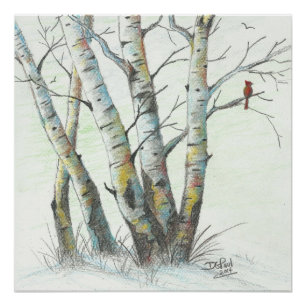 Winter Birches gekleurd potlood Art Poster