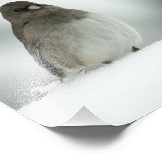 Winter Bird Foto Afdruk (Hoek)
