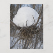 Winter Bird Nest Briefkaart (Voorkant)
