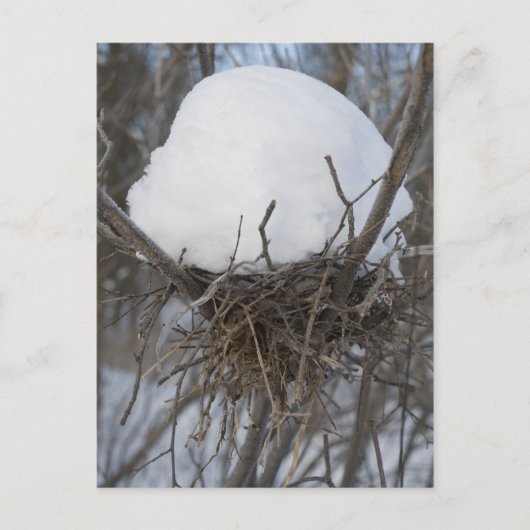 Winter Bird Nest Briefkaart (Voorkant)
