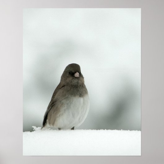 Winter Bird Poster (Voorkant)