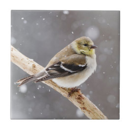 Winter Bird Snow Scene - American Goldfinch Tegeltje