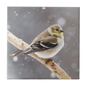 Winter Bird Snow Scene - American Goldfinch Tegeltje