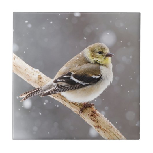 Winter Bird Snow Scene - American Goldfinch Tegeltje (Voorkant)