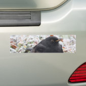 Winter Blackbird Bumpersticker (Op auto)