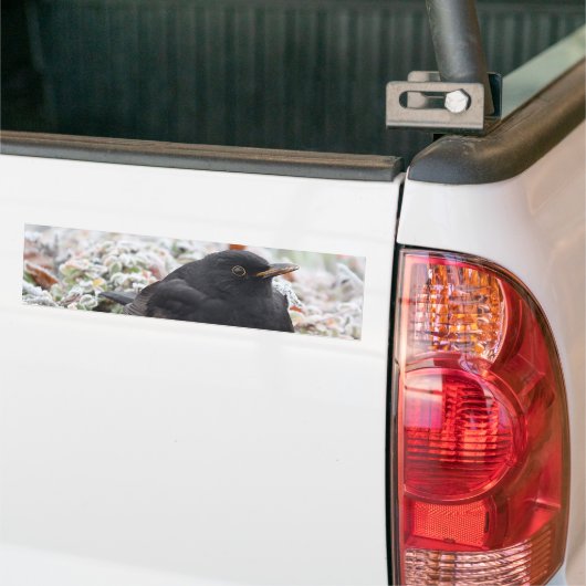 Winter Blackbird Bumpersticker (Op Truck)
