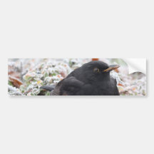 Winter Blackbird Bumpersticker