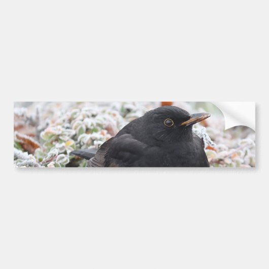 Winter Blackbird Bumpersticker (Voorkant)