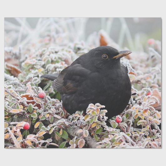 Winter Blackbird Cadeaupapier (Vlak)