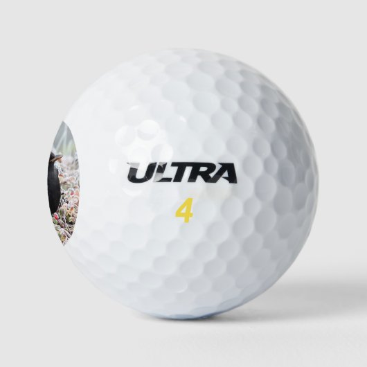 Winter Blackbird Golfballen (Logo)