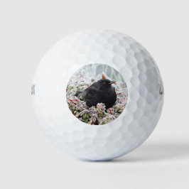 Winter Blackbird Golfballen