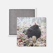 Winter Blackbird Magneet (Voorkant / Achterkant)