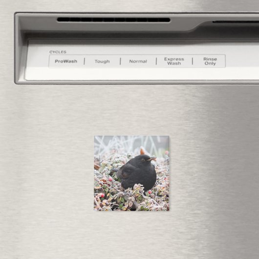 Winter Blackbird Magneet (Insitu (Vaatwasser))