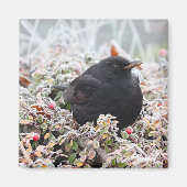 Winter Blackbird Magneet (Voorkant)