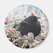Winter Blackbird Magneet (Voorkant)