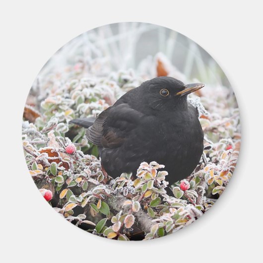 Winter Blackbird Magneet (Voorkant)