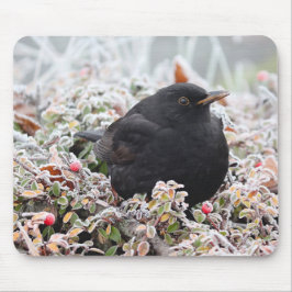 Winter Blackbird Muismat