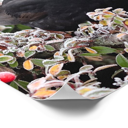 Winter Blackbird Poster (Hoek)