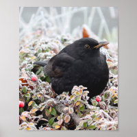 Winter Blackbird
