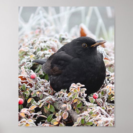 Winter Blackbird Poster (Voorkant)