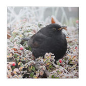 Winter Blackbird Tegeltje (Voorkant)
