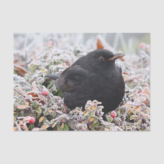 Winter Blackbird Tissuepapier (Voorkant)