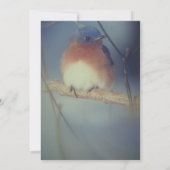 Winter Blauwe Vogel Dierenfeestje Kaart (Achterkant)
