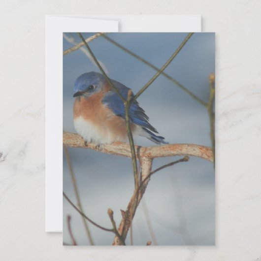 Winter Blauwe Vogel Natuurfeest Kaart (Achterkant)