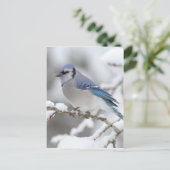 Winter Blue Jay Briefkaart (Staand voorkant)