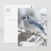 Winter Blue Jay Briefkaart (Voorkant / Achterkant)