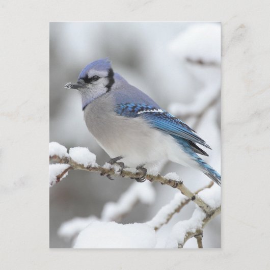 Winter Blue Jay Briefkaart (Voorkant)