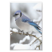 Winter Blue Jay Foto Afdruk (Voorkant)