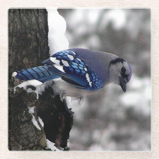 Winter Blue Jay Glazen Onderzetter (Voorkant)